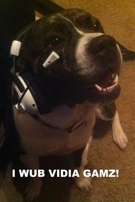 Adorable gamer dog getting his game on. LOL #gaming #gamer #gamers # ...