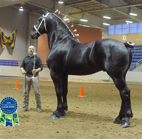 Pictured is Bentley winning the Best of Breed at the 2016 Pa Farm Show. He has also won jr World ...