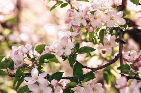 Apple tree blossom featuring apple, apple tree, and blossom | Nature ...