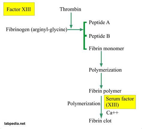 Coagulation – part 7 – Blood Coagulation Factors descriptions – Labpedia.net