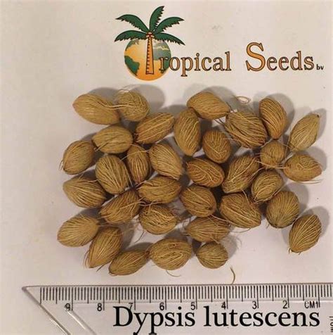 Chamaedorea Elegans (Parlor Palm) Seeds in Ter Aar, Zuid-Holland - Tropical Seeds BV