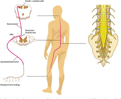 [PDF] Unique Characteristics of the Dorsal Root Ganglion as a Target ...