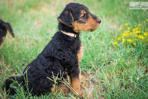 Airedale Terrier puppy for sale near Dallas / Fort Worth, Texas. | 7967c514-6d31