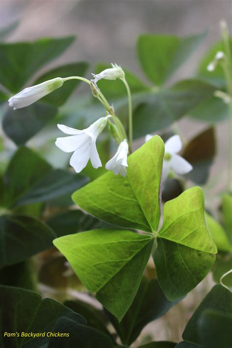 How to Care for a Shamrock Plant - Countryside Network | Shamrock plant, Plants, House plants