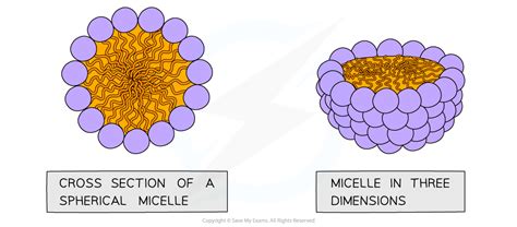 The Structure of Cell Membranes (2.4.1) | AQA A Level Biology Revision Notes 2017 | Save My Exams