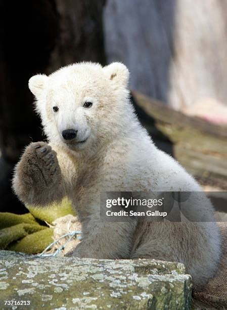 Knut Baby Photos and Premium High Res Pictures - Getty Images