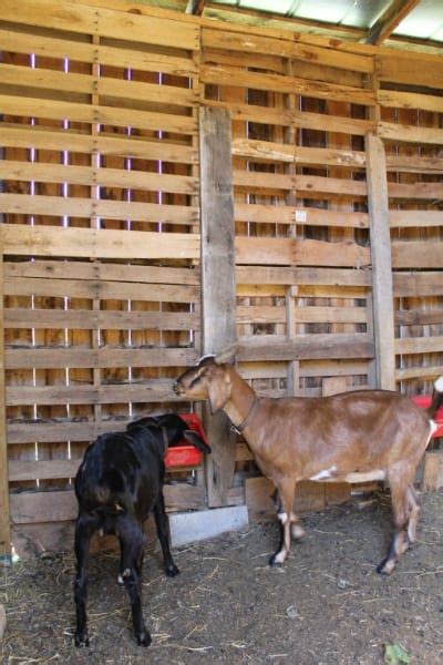 6 Easy Pallet Projects for Your Goat Yard