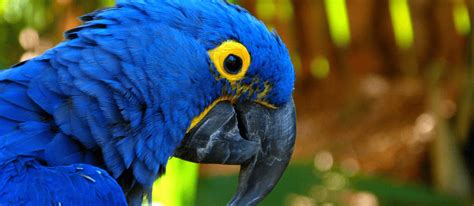 Hyacinth Macaw | Wild For Life