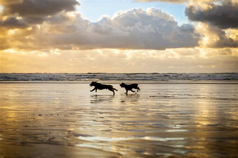 Top tips for taking your dog to Saunton Sands in North Devon — Rhian White Photography