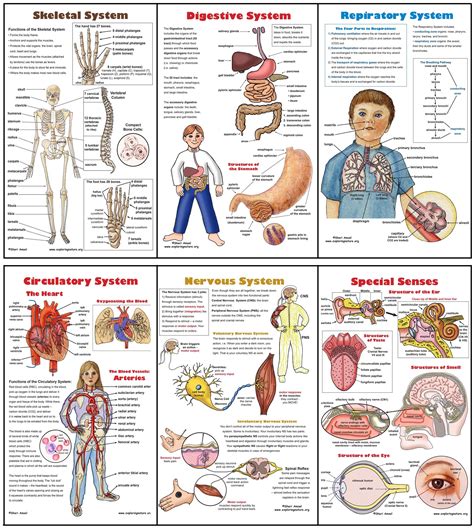 Human Body Systems Worksheets