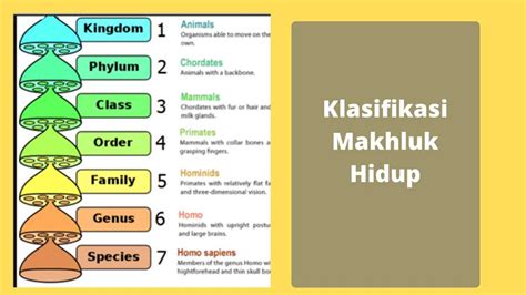 Sistem Klasifikasi Makhluk Hidup Pertama Kali Dipelopori Oleh - Homecare24