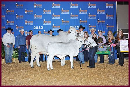 Brahman Champions - Heritage Cattle Company - Brahman Cattle - Texas