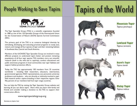 INFOGRAPHIC: Tapirs of the World (Tapir Specialist Group) | Tapir, Make ...