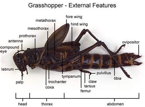 Grasshopper Leg Anatomy