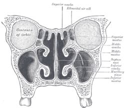 Ethmoid sinus - Wikipedia