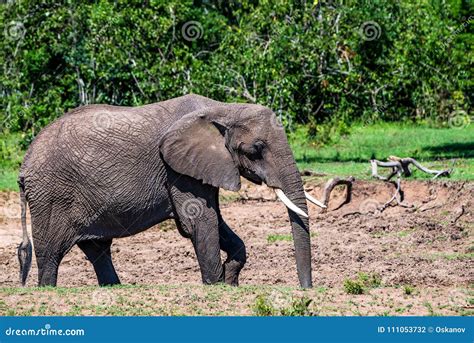 Browsing African Elephant or Loxodonta Cyclotis Stock Photo - Image of national, animals: 111053732