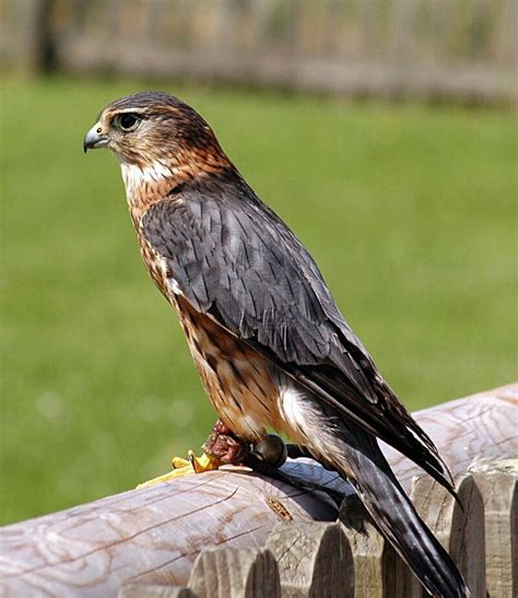 Merlin | Merlin bird, Birds of prey, Birds of prey uk