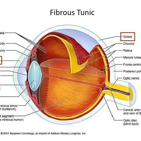 The position of the crystaline lens in the human eye. | Download ...