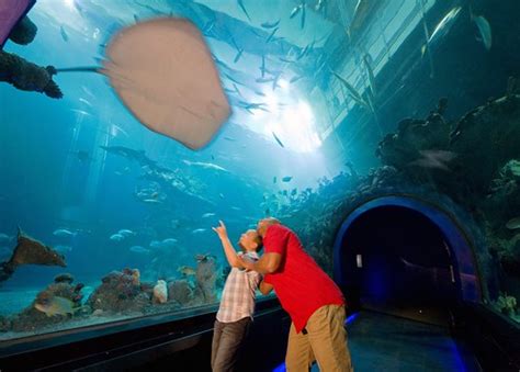 The Deep Aquarium, Hull | Visit Britain | Flickr