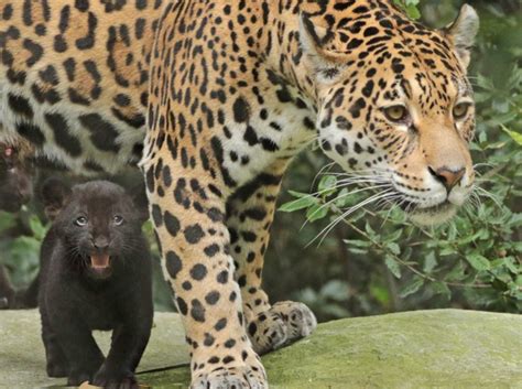 Black Jaguar Cubs Learn to Stalk at ARTIS - ZooBorns