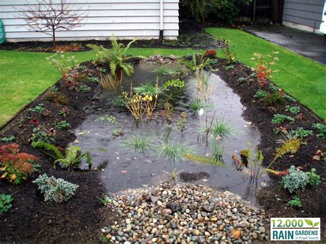 Rain Gardens: A Beautiful & Simple Solution — The Nature Conservancy in Washington