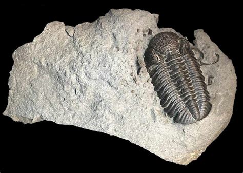 Fossil Collecting from the Middle Devonian at Beltzville State Park, PA – Natural History ...