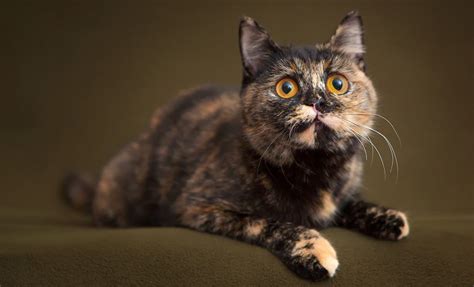 210 Terrific Tortoiseshell Cat Names - Unique, Cute And Fun Ideas