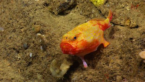 Extraordinary Deep-sea Footage Captures Fish With ‘Feet’ Walking Across the Ocean Floor