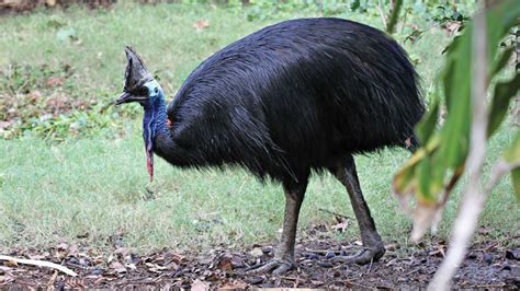 Cassowary That Killed Florida Owner Being Put Up for Auction