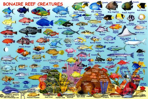 Compact Guide to Bonaire Reef Fish and Creatures | Bonaire, Salt water ...