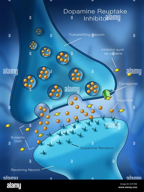 Labeled illustration showing the effect of a dopamine reuptake ...