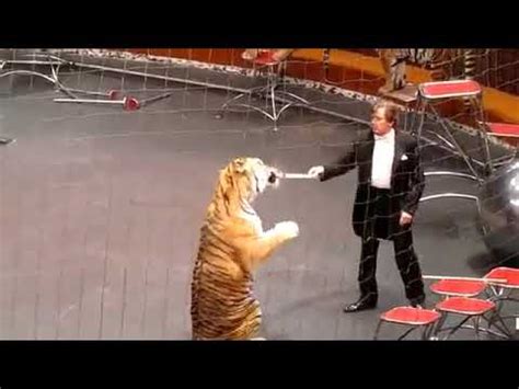 circus tiger attack animal planet circus tiger - YouTube