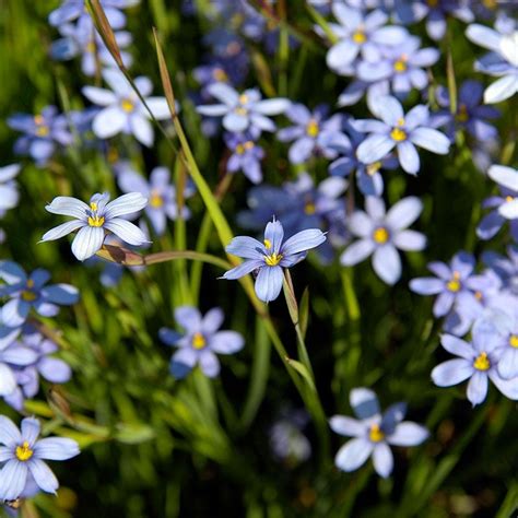 Blue Eyed Grass Seeds, Sisyrinchium | American Meadows