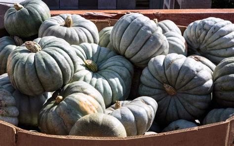 20+ blue pumpkins 💎 🎃 BEST varieties for fall decor