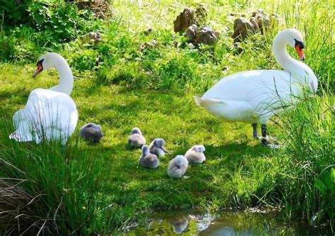 Swan Behavior - AnimalBehaviorCorner