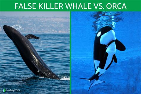 Difference Between False Killer Whale vs. Orca - Comparison With Photos