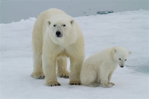 Polar Bears of Svalbard - Mission Blue