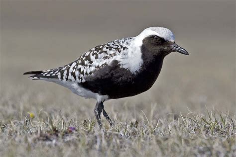 30. Grey Plover (Pluvialis squatarola) | breeding habitat is Arctic islands and coastal areas ...