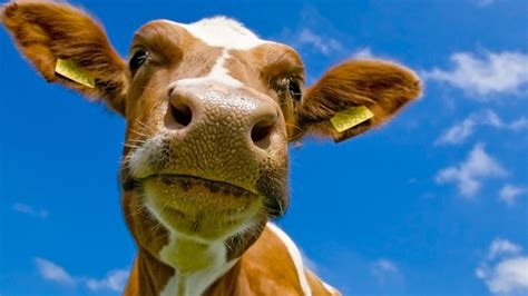 Download Animal Cow HD Wallpaper