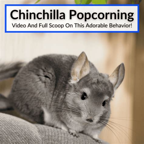 Chinchilla Popcorning (Video And Full Scoop On This Adorable Behavior!)