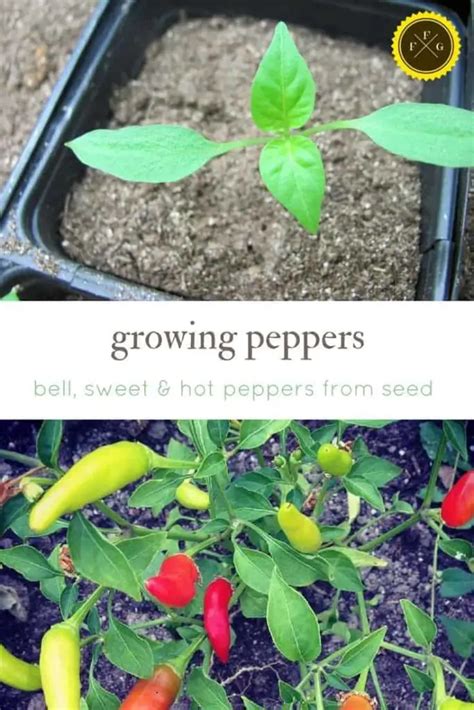 Growing Peppers from Seed | Family Food Garden