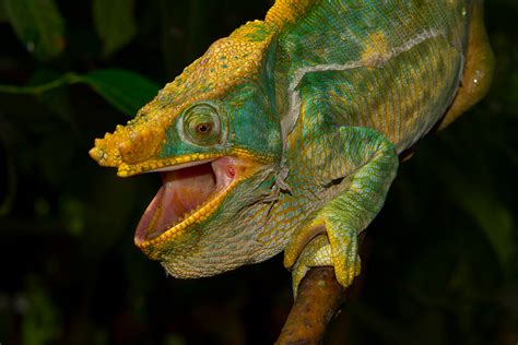 The gentle giants: Parson's Chameleons - MADAMAGAZINE