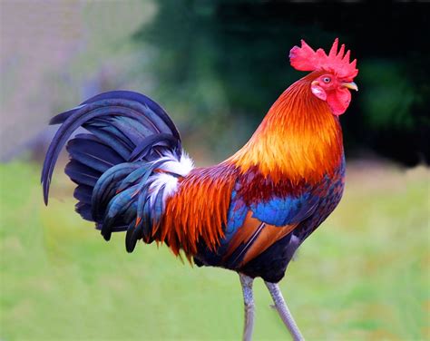 My favorite Rooster Fancy Chickens, Chickens And Roosters, Chickens Backyard, Beautiful Chickens ...