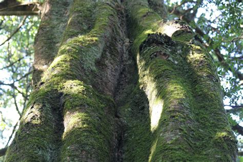 Call to Save the Yellowwood - South Africa’s National Tree