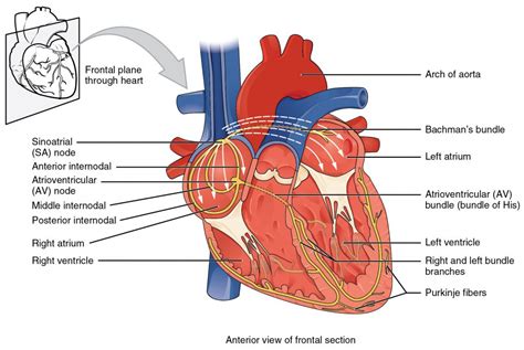 Assessment of Cardiovascular Function – A Mixed Course-Based Research Approach to Human Physiology