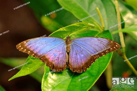 Peleides blue morpho (Morpho peleides), habitat Mexico, North America ...