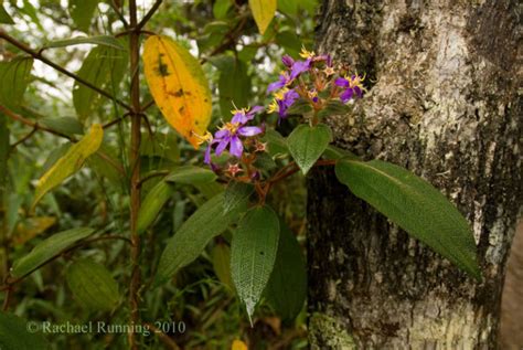 Medicinal Secrets of the Amazon Rainforest - Amazon Aid