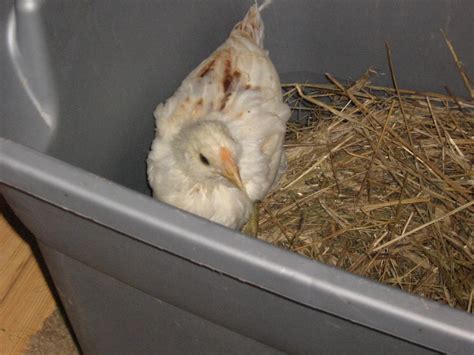 What Variety Is This Ameraucana? | BackYard Chickens - Learn How to ...