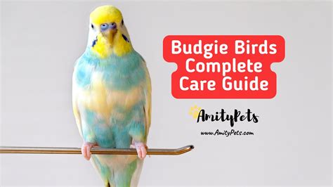 Budgie Birds Complete Care Guide [are Budgie birds easy to care for ...