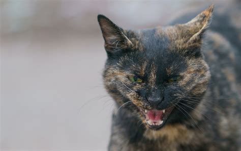 Rabid Pet Cat Attacks Owner After Encounter With Wild Animal - Newsweek